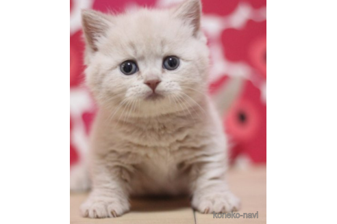 成約済の東京都のマンチカン(短足)-72706の3枚目